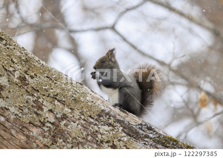 野生のエゾリス 北海道で撮影 野生のエゾリス 北海道で撮影 122297385