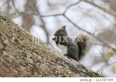 野生のエゾリス 北海道で撮影 122297394