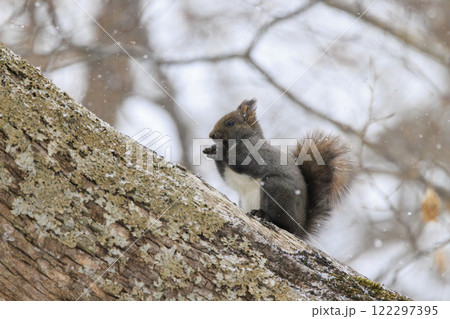 野生のエゾリス 北海道で撮影 野生のエゾリス 北海道で撮影 122297395