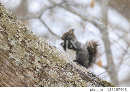 野生のエゾリス 北海道で撮影 122297408