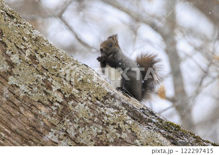 野生のエゾリス 北海道で撮影 122297415