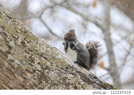 野生のエゾリス 北海道で撮影 122297419
