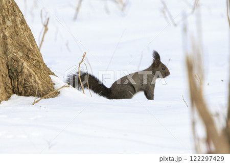 野生のエゾリス 北海道で撮影 122297429