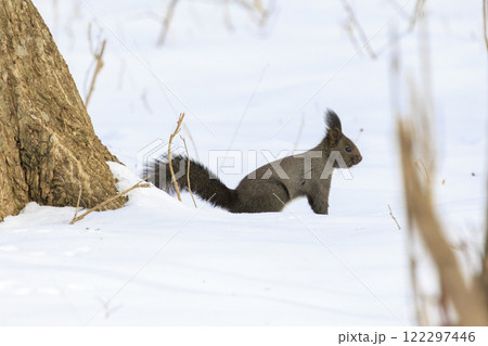 野生のエゾリス 北海道で撮影 野生のエゾリス 北海道で撮影 122297446