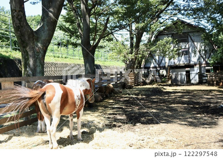 牧場でくつろぐ馬 牧場でくつろぐ馬 122297548