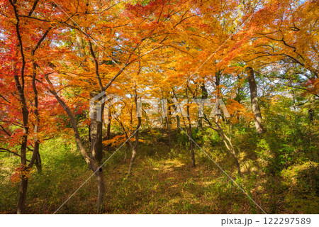 【武田神社】武田氏館跡の紅葉【躑躅ヶ崎館跡】 【武田神社】武田氏館跡の紅葉【躑躅ヶ崎館跡】 122297589