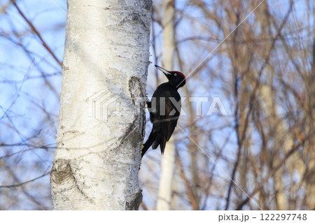 クマゲラ 天然記念物 北海道にて撮影 122297748