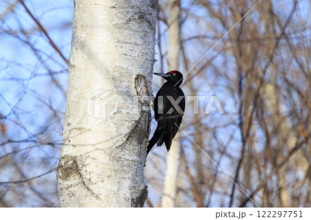 クマゲラ 天然記念物 北海道にて撮影 122297751