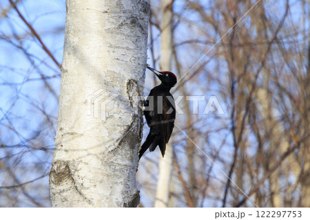 クマゲラ 天然記念物 北海道にて撮影 クマゲラ 天然記念物 北海道にて撮影 122297753