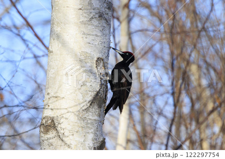 クマゲラ 天然記念物 北海道にて撮影 122297754