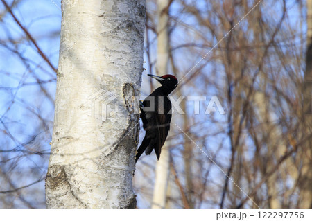クマゲラ 天然記念物 北海道にて撮影 122297756