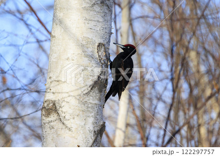 クマゲラ 天然記念物 北海道にて撮影 クマゲラ 天然記念物 北海道にて撮影 122297757