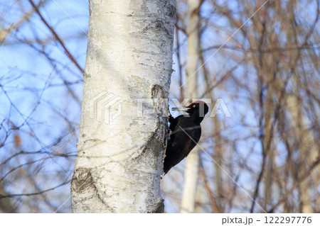 クマゲラ 天然記念物 北海道にて撮影 122297776