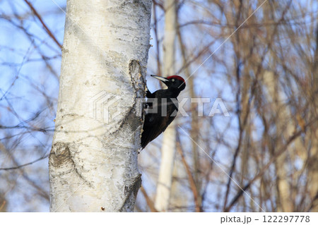 クマゲラ 天然記念物 北海道にて撮影 122297778
