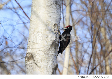 クマゲラ 天然記念物 北海道にて撮影 122297788