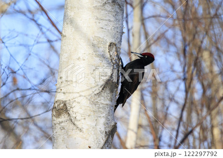 クマゲラ 天然記念物 北海道にて撮影 クマゲラ 天然記念物 北海道にて撮影 122297792