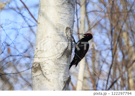 クマゲラ 天然記念物 北海道にて撮影 122297794