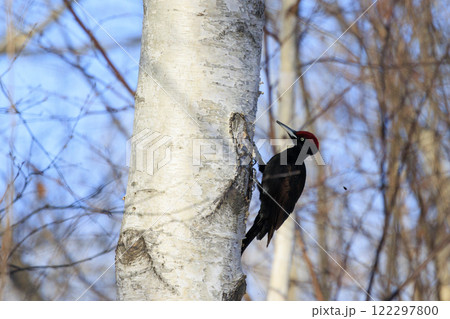 クマゲラ 天然記念物 北海道にて撮影 122297800