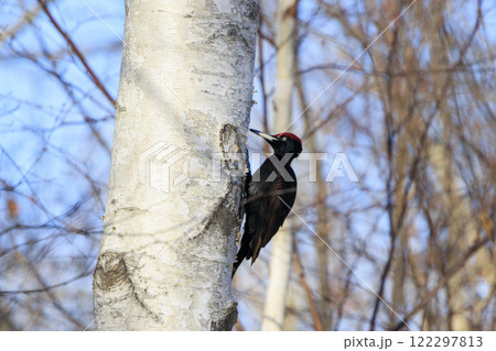 クマゲラ 天然記念物 北海道にて撮影 122297813