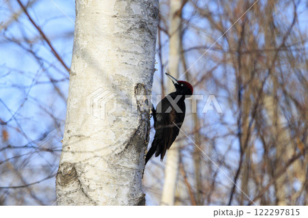 クマゲラ 天然記念物 北海道にて撮影 122297815