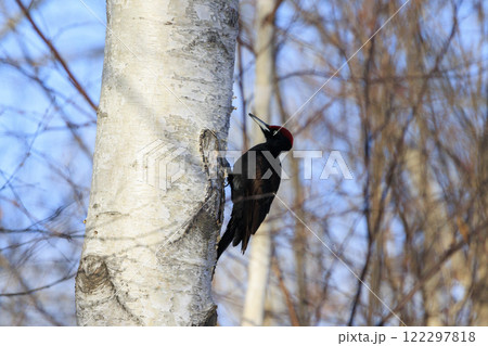 クマゲラ 天然記念物 北海道にて撮影 クマゲラ 天然記念物 北海道にて撮影 122297818