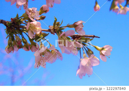 ヒマラヤザクラと青空 122297840