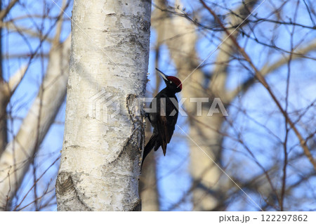 クマゲラ 天然記念物 北海道にて撮影 122297862