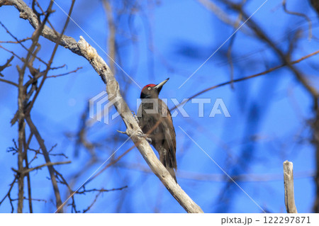 クマゲラ 天然記念物 北海道にて撮影 122297871