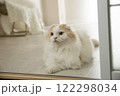 るふわふわの可愛い猫 122298034