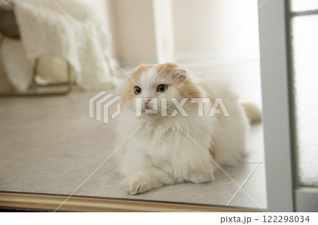 るふわふわの可愛い猫 るふわふわの可愛い猫 122298034