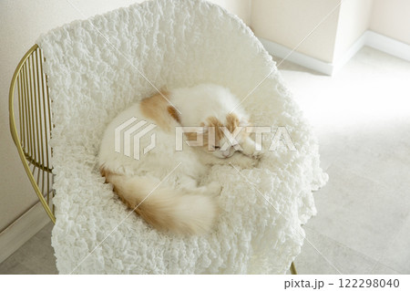 るふわふわの可愛い猫 るふわふわの可愛い猫 122298040