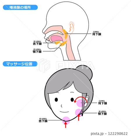 唾液腺の位置とマッサージ 122298622