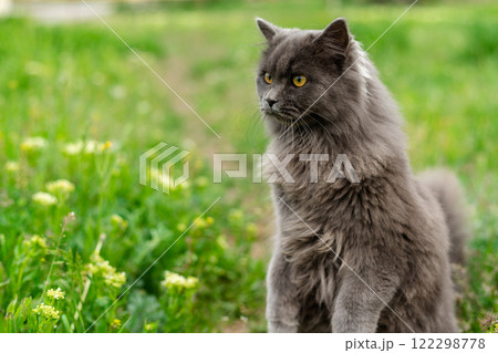A fluffy gray cat stands on two paws. Peeking out of the grass. Copy space 122298778