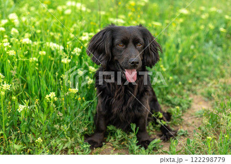 Dog is a black Spaniel, sitting in the green grass with a pink tongue hanging out. Hunting dog. A walk with a dog. 122298779
