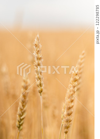 Close-up of wheat ears in a field in cloudy weather in summer 122298785