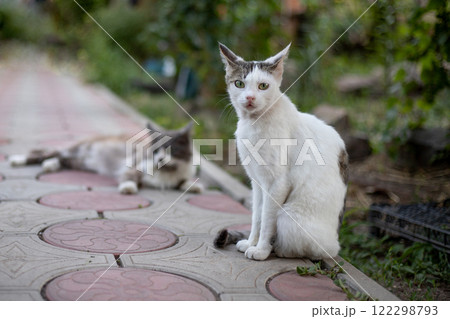 A stray cat on the street. Homeless animals concept. 122298793