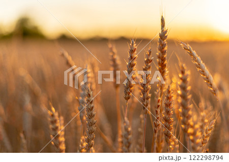 Golden ears of wheat in the field. Agriculture background 122298794