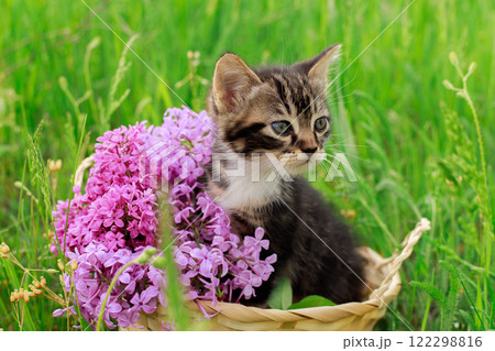 A kitten in a basket with lilacs on a background of green grass. A beautiful striped kitten. 122298816