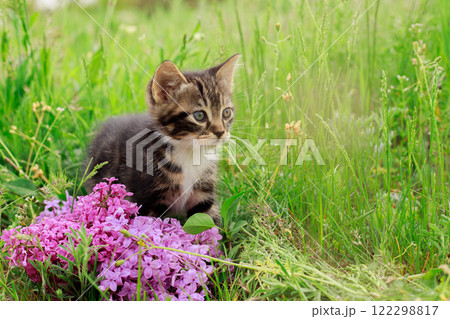 A kitten in a green meadow with flowers and lilacs. A beautiful striped kitten with a white breast. 122298817