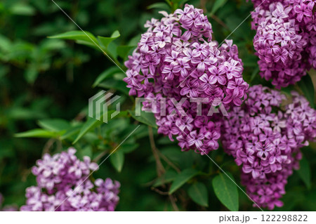 Lilac in the garden close-up copy space 122298822