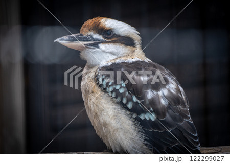 ワライカワセミ ワライカワセミ 122299027