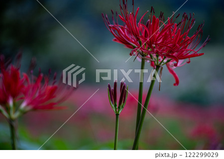 鮮やかなヒガンバナ 122299029
