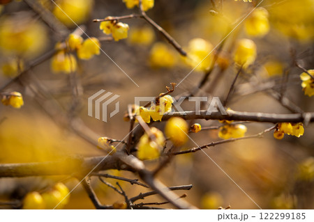 蝋梅と梅 ロウバイ 梅 蝋梅と梅 ロウバイ 梅 122299185