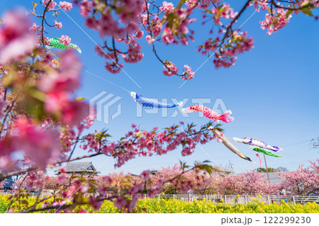 春の免々田川、満開の河津桜と菜の花とこいのぼり〈愛知県田原市〉 122299230