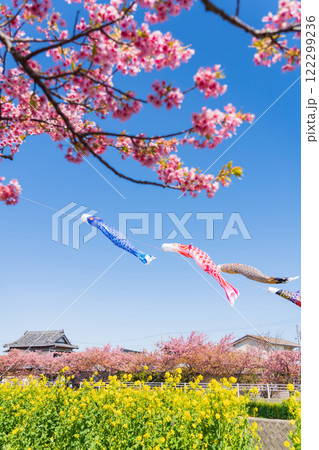 春の免々田川、満開の河津桜と菜の花とこいのぼり〈愛知県田原市〉 春の免々田川、満開の河津桜と菜の花とこいのぼり〈愛知県田原市〉 122299236