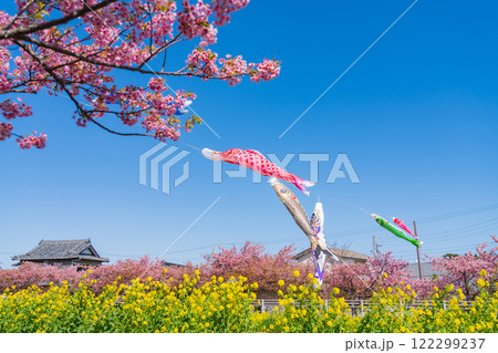 春の免々田川、満開の河津桜と菜の花とこいのぼり〈愛知県田原市〉 春の免々田川、満開の河津桜と菜の花とこいのぼり〈愛知県田原市〉 122299237