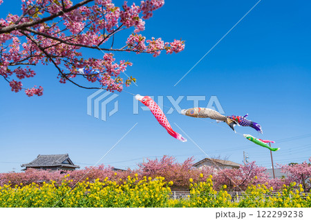 春の免々田川、満開の河津桜と菜の花とこいのぼり〈愛知県田原市〉 春の免々田川、満開の河津桜と菜の花とこいのぼり〈愛知県田原市〉 122299238