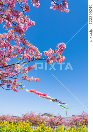 春の免々田川、満開の河津桜と菜の花とこいのぼり〈愛知県田原市〉 春の免々田川、満開の河津桜と菜の花とこいのぼり〈愛知県田原市〉 122299240