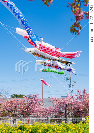 春の免々田川、満開の河津桜と菜の花とこいのぼり〈愛知県田原市〉 122299243