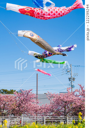 春の免々田川、満開の河津桜と菜の花とこいのぼり〈愛知県田原市〉 122299244